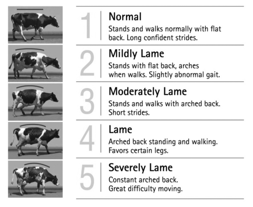 Foot trimming lame cow rehabilitation process